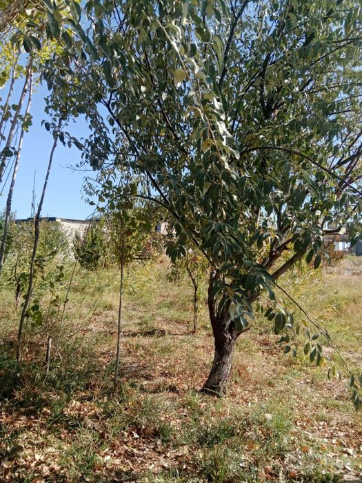 Quruq yer , meva daraxtla ri bor 6 -sotok