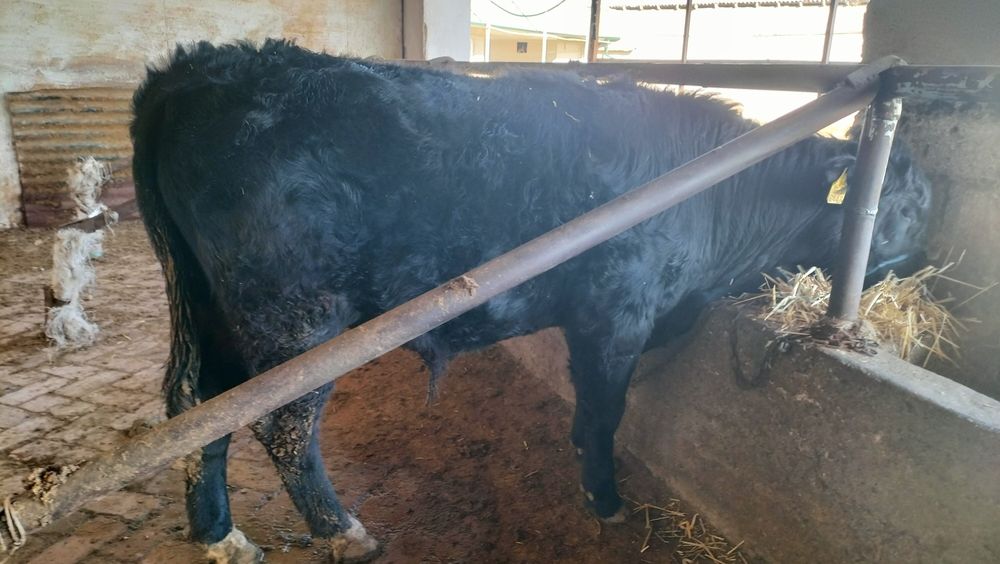 Продам породистых бычков