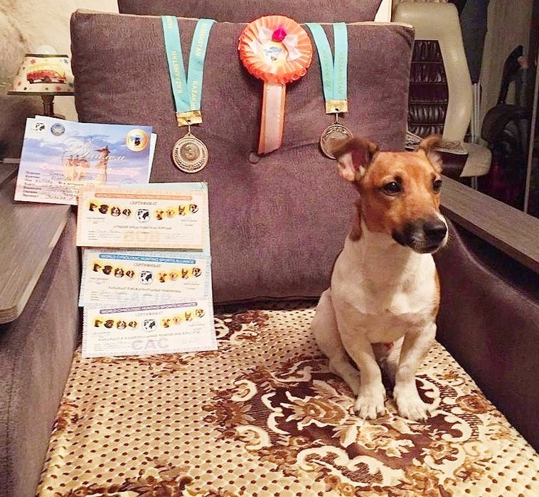 Джек Рассел Терьер Вязка