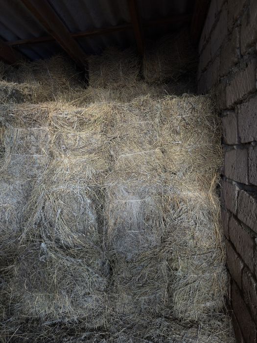 Тук сабан шөп сатылады