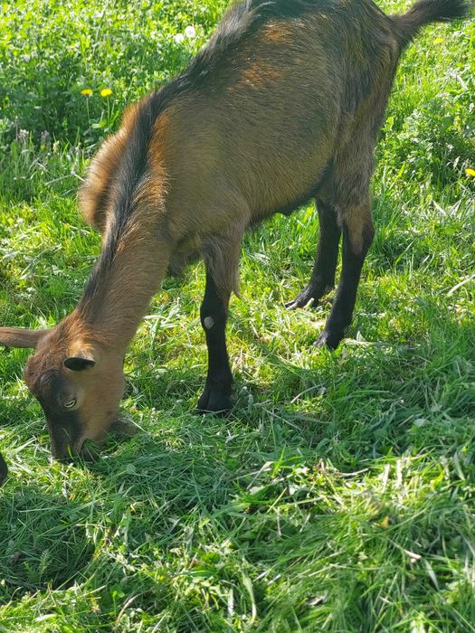 Vând  capre cu iezi