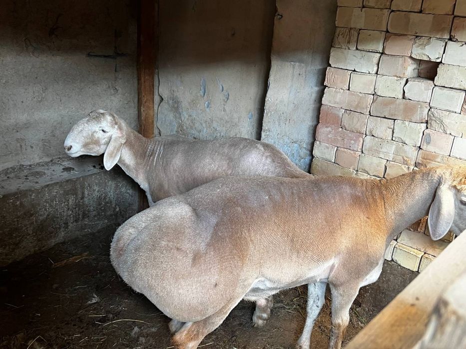 Qo’ylar Sotiladi: 3 ta sog‘lom Arashan qo‘y