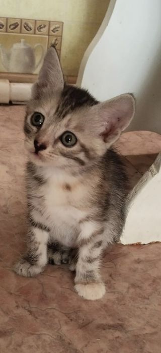 Отдам котят в добрые руки