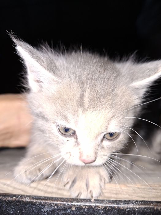 Продам котят срочно