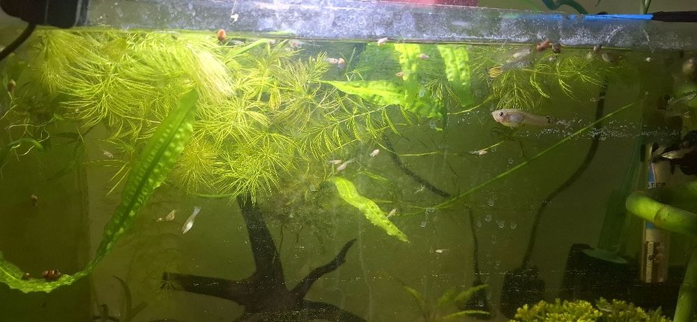 Гупи микс  (Ендлер)