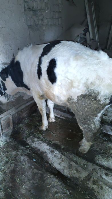 Семіз Өгіз сатылады Бордақы