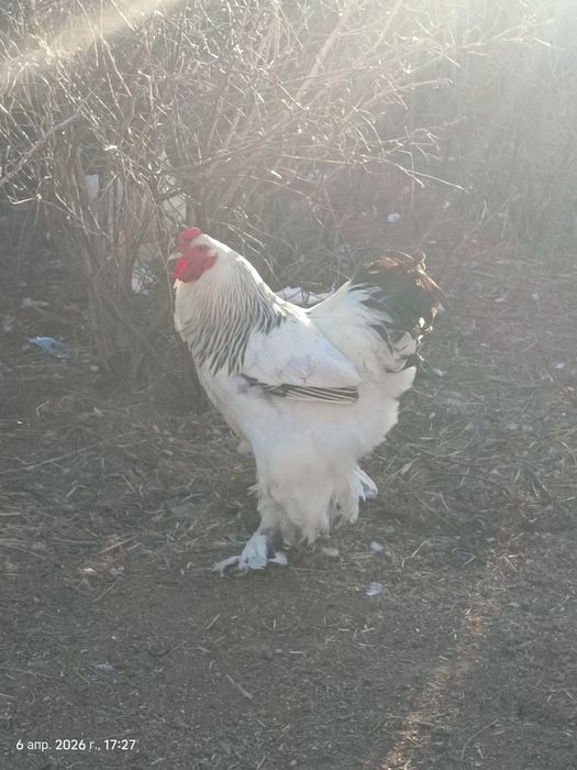 Петух Брама светлая