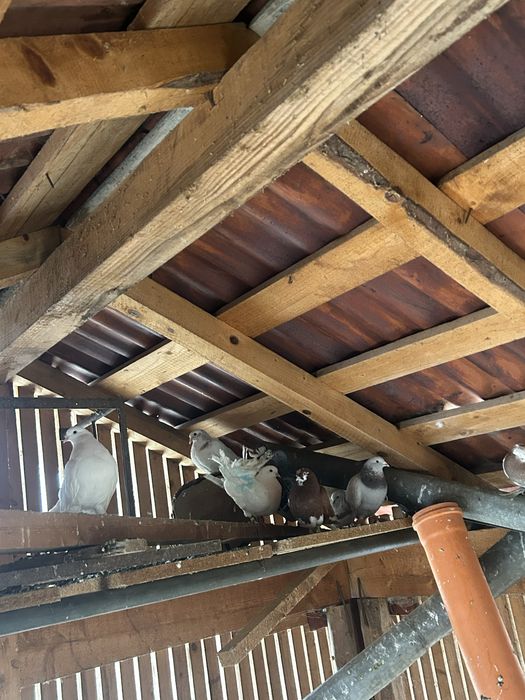 Vand porumbei voiajori