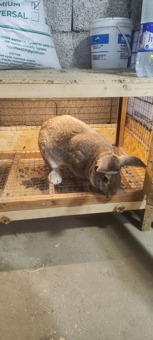 Куйон 5-6 кглик куйон