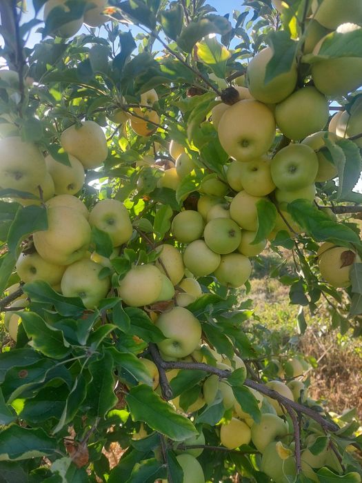 Поменяю на дом прочитайте описания