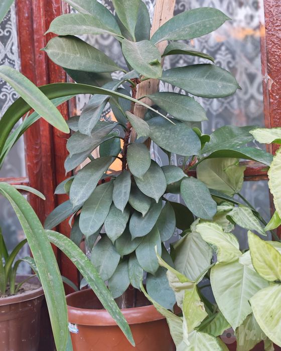 Gullar soriladi tuvakda