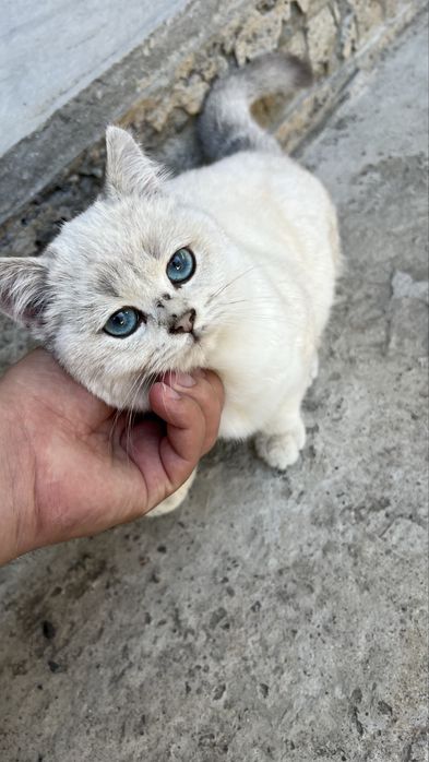 Point serebristi chinchilla toza qon sog’lom