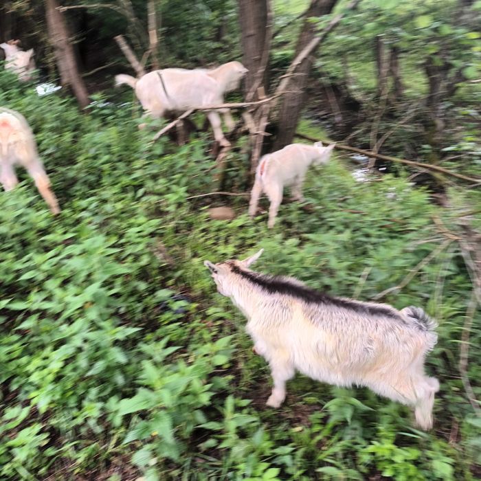 Animale de vanzare