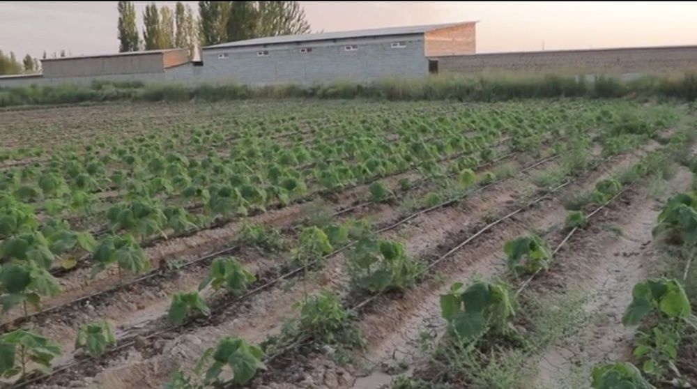 PAVLONYA kochatlari Павлоня кочатлари