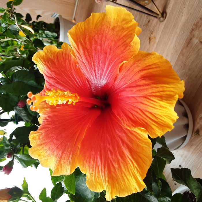 Гибискусы сортовые комнатные !