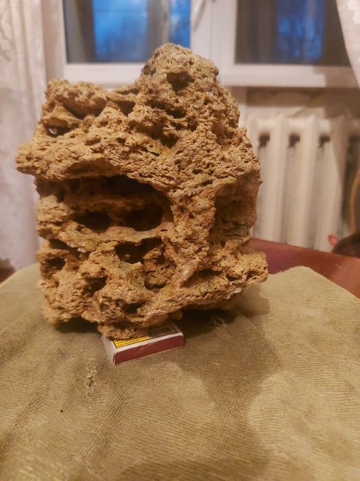 Аквариумное растения