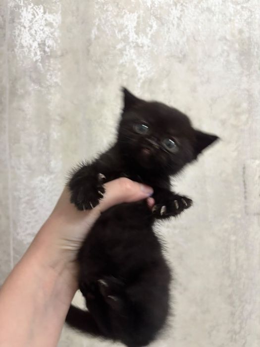 Отдам котят в добрые руки, британские