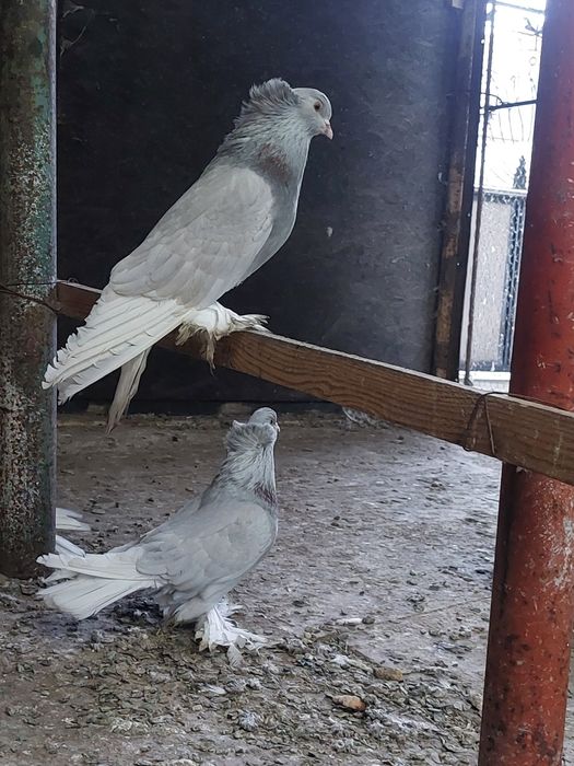 Porumbei urias maghiar