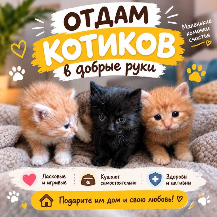 Отдам котят в добрые руки. Бесплатно.