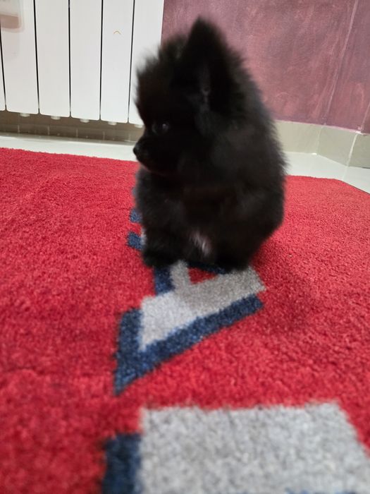 Pomeranian mascul negru