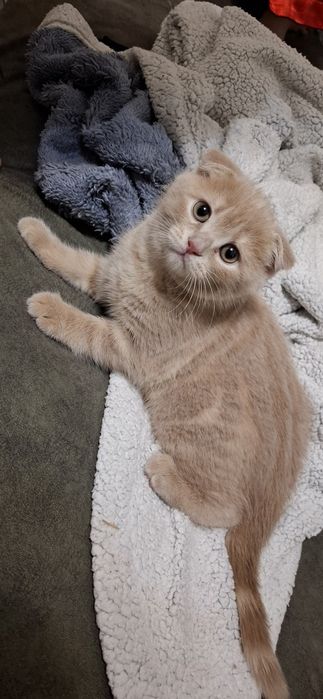 Шотландские вислоухие котята