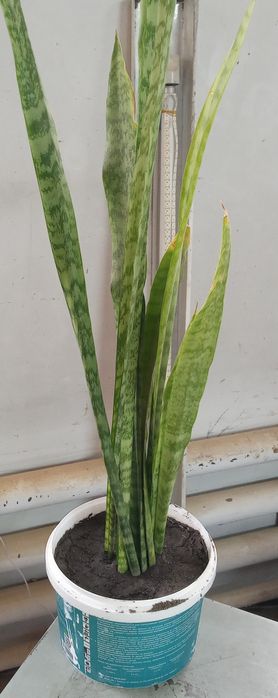 Продам домашнюю пальму