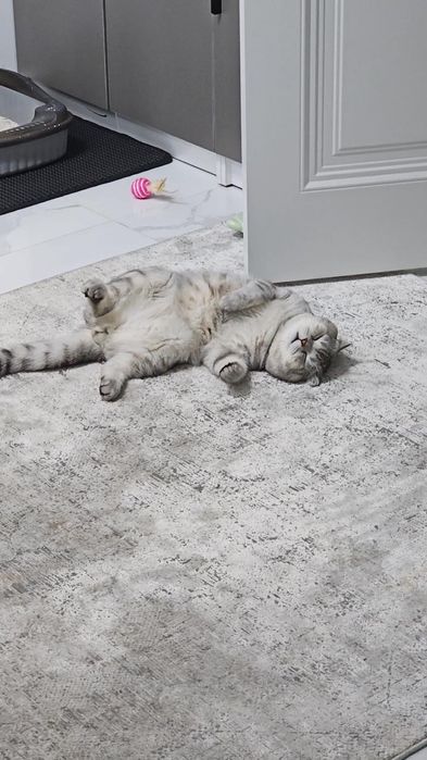 Котик мальчик в хорошие добрые руки