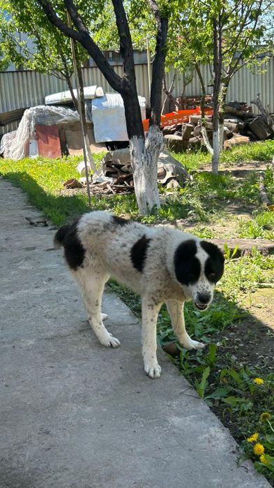 Продам щенка Алабай