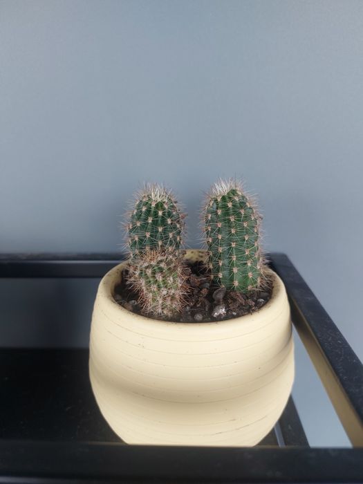 Малки кактуси (Echinopsis) лично предаване София Хиподрума