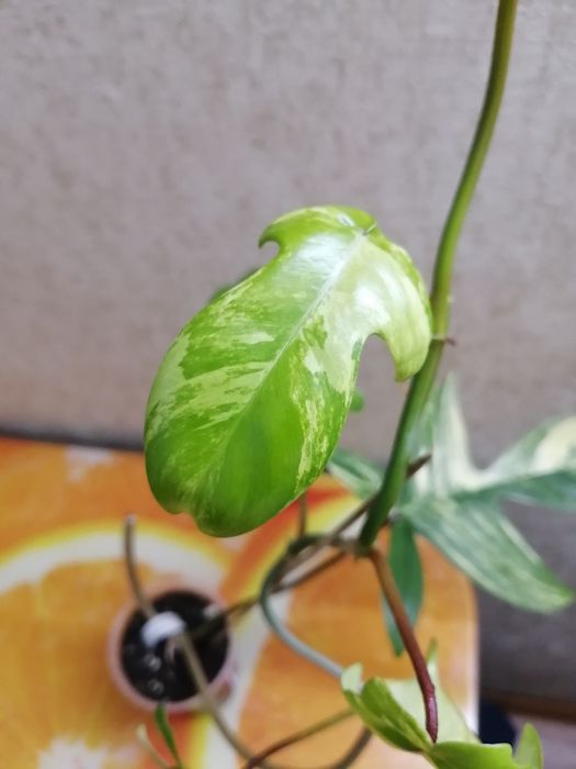 Продаю укорененные черенки филодендрон маска.