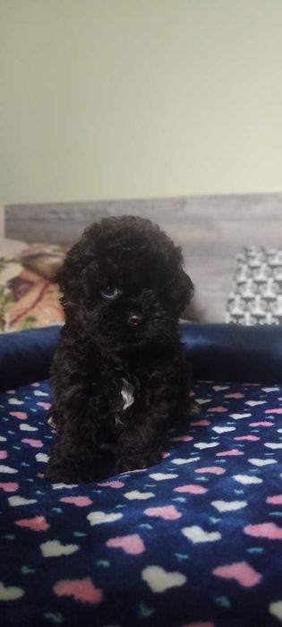 Мальтипу щенки малыши