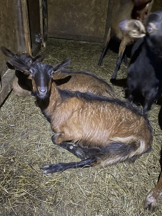 Capre la prima fătare