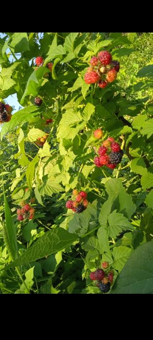 Черная малина продам