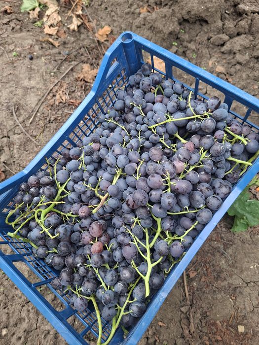 Vând Struguri de vin soiul Muscat de Hamburg  Aromat