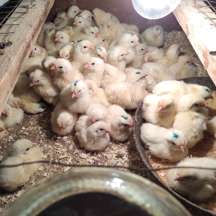 Суточные цыплята белая несушка