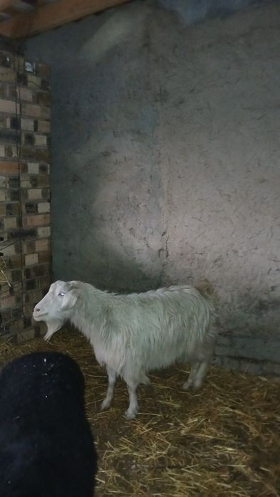 Echki zotddor sut beradi qornida bolasi bor 2 tadan tug'adi