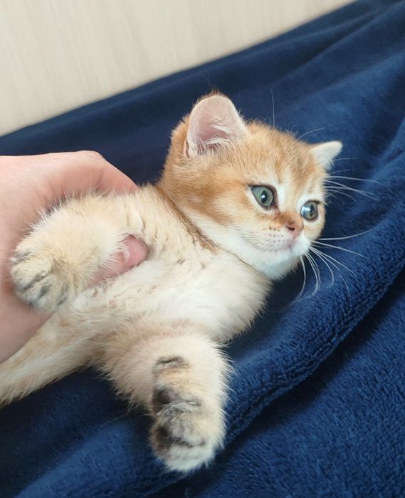 Шотландские золотые шиншиллки котята