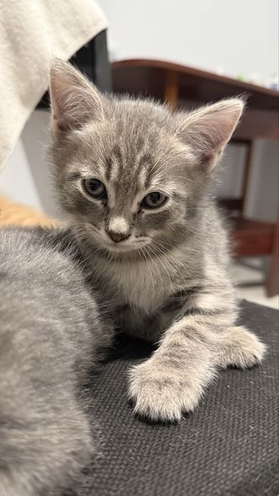 Котенок в добрые руки