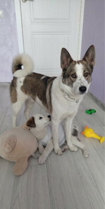 Продам щенка лайки