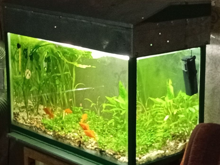 Аквариум с растениями дёшево