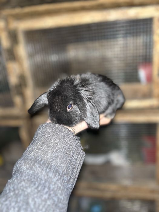 Iepurași pitici berbec