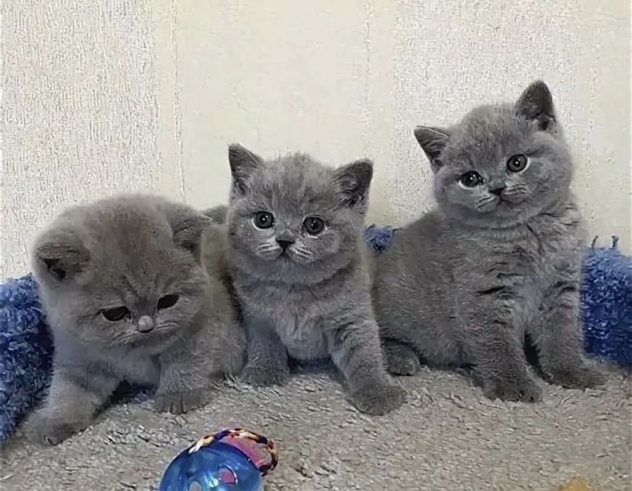 Продаются Ребятишечки