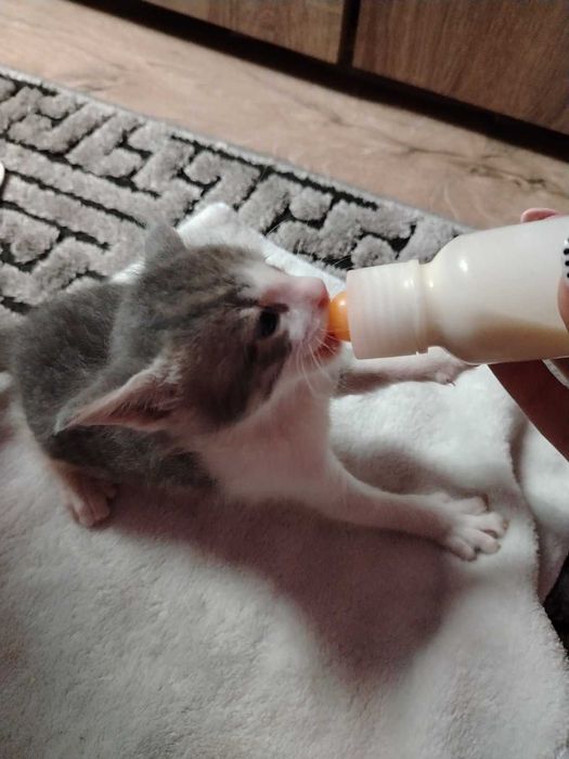 Котета търсят дом