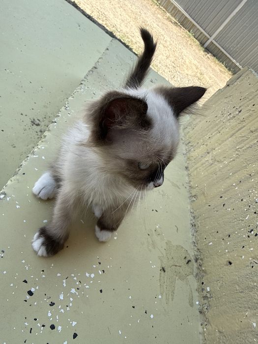 Отдам котят мальчик и девочка