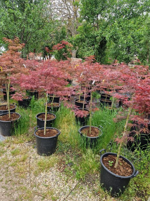 Artari japonezi  în stoc!