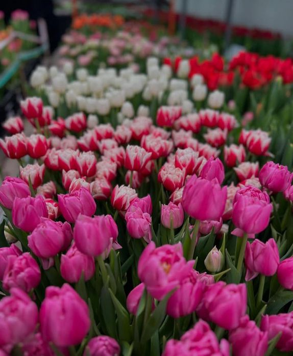 Тюльпаны разные цвета,сорта