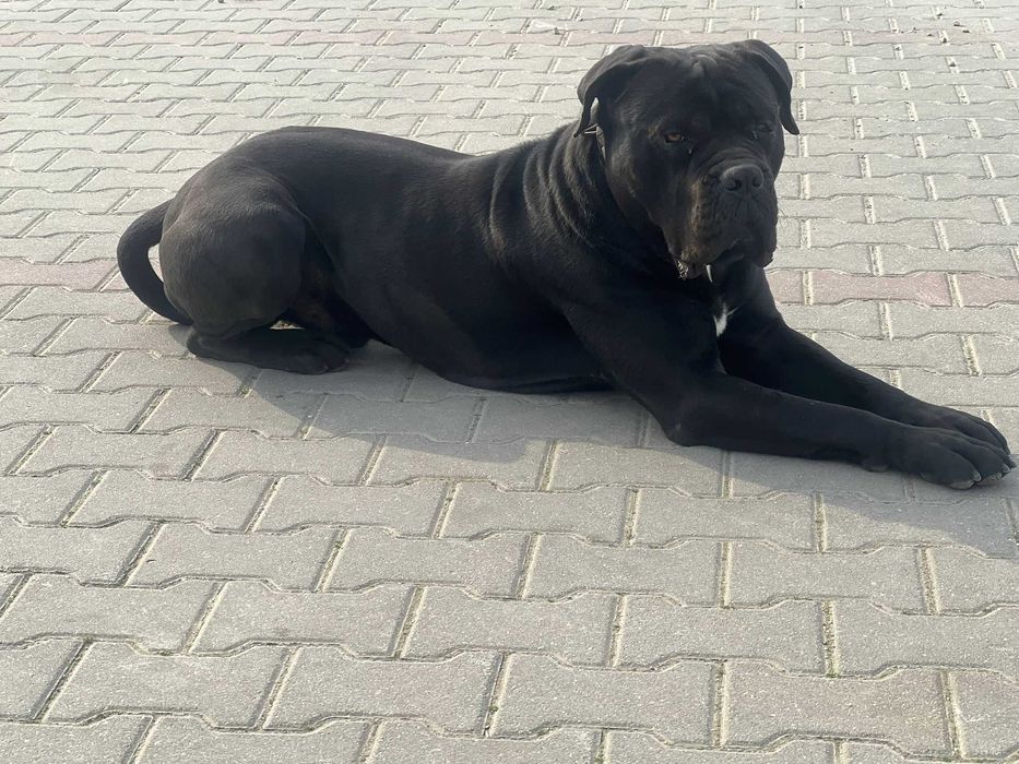 Cane Corso mascul, 1 an și 8 luni, pedigree + vaccinuri la zi