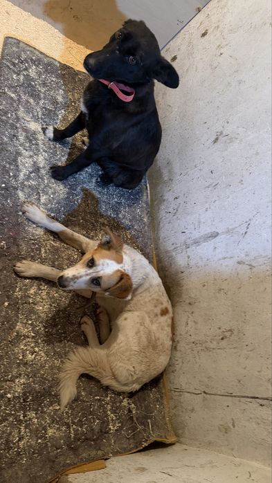 Две подружки на пристройство