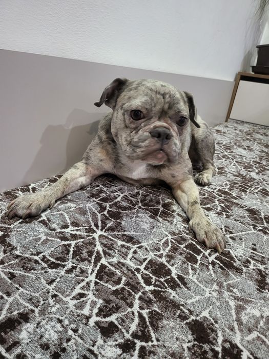 Френски булдог на 2 год.