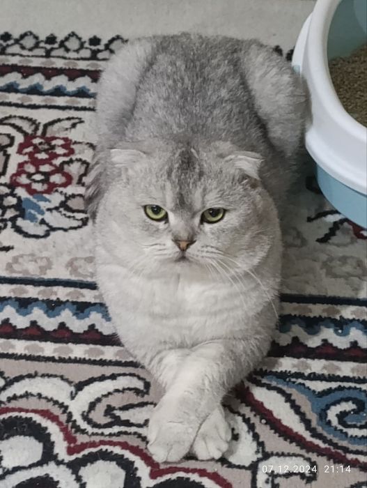 серебристый шиншила фолд